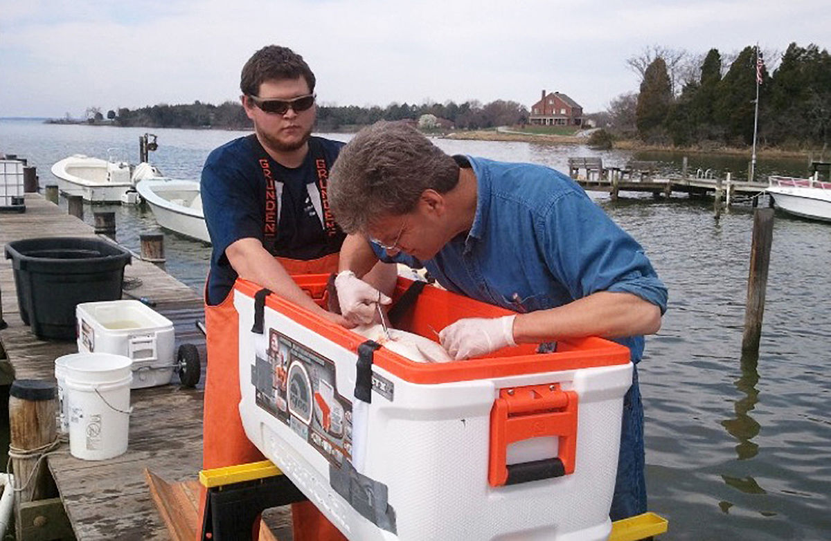 UMCES researcher implanting tracking tag in striped bass